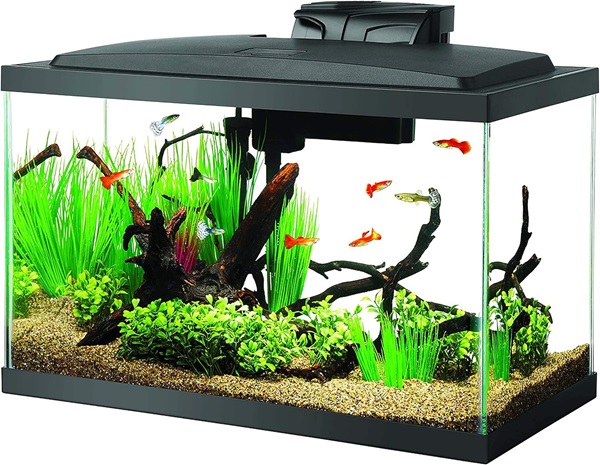 best saltwater fish tank for beginners